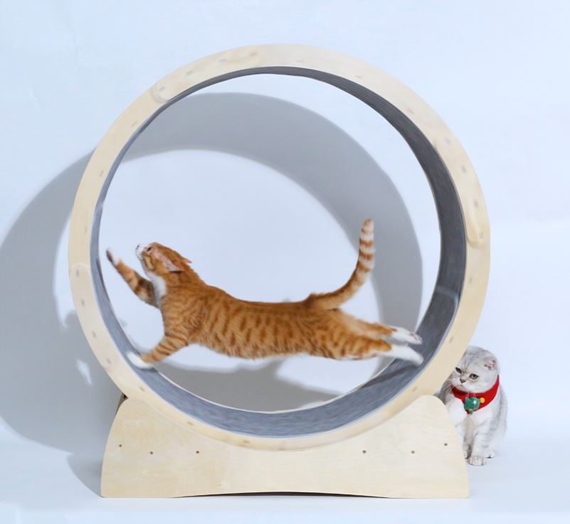 Cat Treadmill Roller